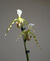 Paphiopedilum dianthum  (Orchids & more) 